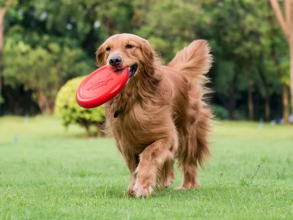 Bacondoftande Hundfrisbee